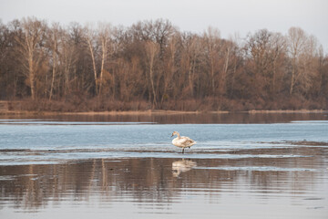 A swan gracefully moves through shallow water, reflecting on the calm surface. Around it, trees stand bare, indicating the season. The atmosphere is tranquil and peaceful