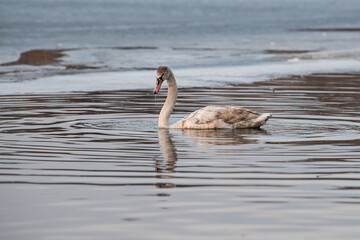 A mature swan swims peacefully on tranquil waters, creating gentle ripples as dusk approaches, surrounded by a calm lakeside environment