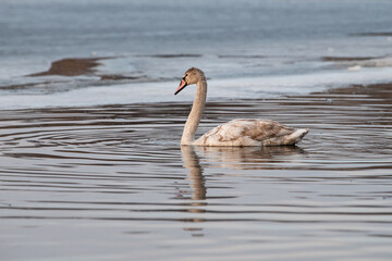 A young swan glides effortlessly through calm waters, creating ripples as it moves. Surrounding the swan are patches of snow and ice, highlighting the beauty of an early winter day
