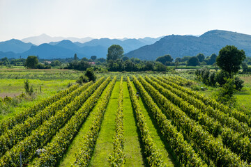 View from above of beautiful rows of green vineyards and mountains