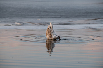 Fototapeta premium A swan is seen diving underwater, its hindquarters raised above the surface. The tranquil water reflects the colors of the sunset, creating a serene atmosphere