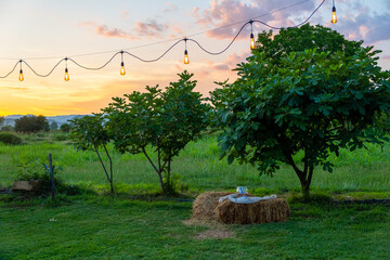 Date trees, a few haystacks and a garland of lights, wedding ceremony
