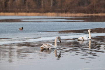 Two swans gracefully swim through the icy waters of a lake, surrounded by melting ice. A duck can...