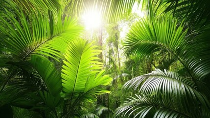 Lush Tropical Rainforest Canopy