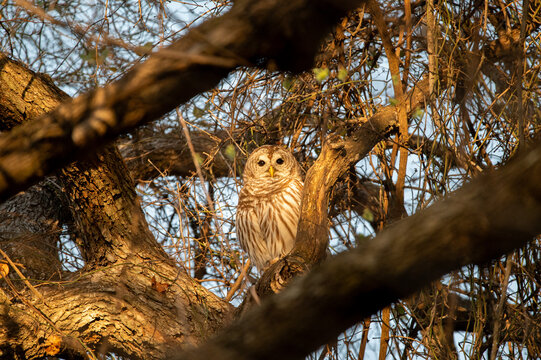 A Barred Owl perched on a tree branch as the warm, golden light of a sunrise filters through the bare tree branches on a winter morning.