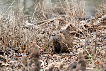 /Volumes/Enterprise/Photos/*Miscellaneous Photos/Parks & Landscapes/White Rock Lake/White Rock Lake 03:09:25/jpg/Nutria foraging on the shore of White Rock Lake 23.jpg