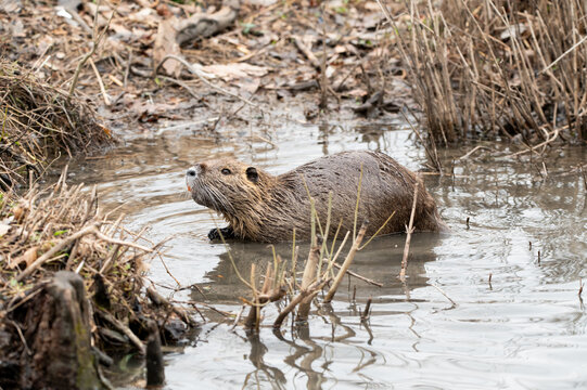 A Nutria wading in the shallow water near the shore of White Rock Lake in Dallas, Texas on a winter morning.