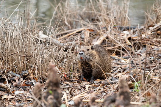 /Volumes/Enterprise/Photos/*Miscellaneous Photos/Parks & Landscapes/White Rock Lake/White Rock Lake 03:09:25/jpg/Nutria foraging on the shore of White Rock Lake 23.jpg