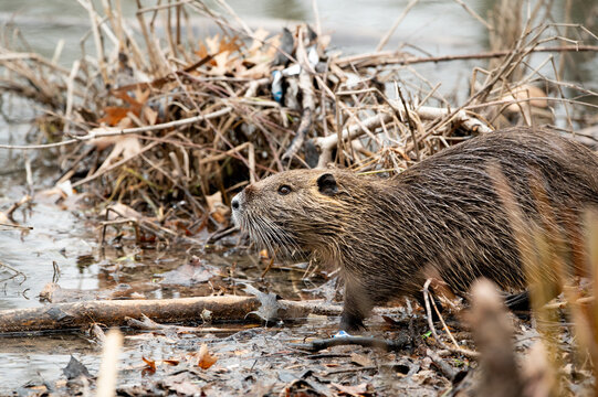 A Nutria walking along the muddy shore of White Rock Lake in Dallas, Texas while surround by brown grass and reeds on a winter morning.