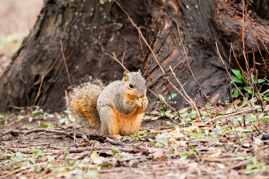 A cute Red Squirrel holding a piece of corn in its tiny hands and eating while standing next to the trunk of a large tree in a city park.