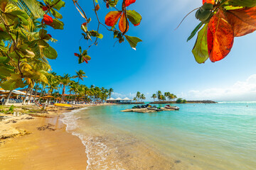 Red leaves by a tropical beach with turquoise water