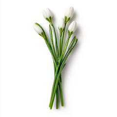 Fototapeta premium Cluster of beautiful white snowdrop flowers in full bloom with delicate petals and ample space for text in a natural garden setting