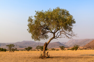 African Landscape with Grassland and Tree, Namib-Naukluft, Namibia