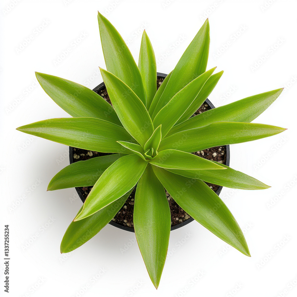 Poster close-up of a beautiful green spider plant with its leaves displaying vibrant colors in a bright ind