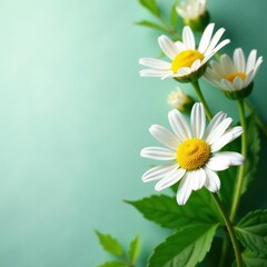 Obraz premium Delicate chamomile flowers and lush green leaves , image, buds