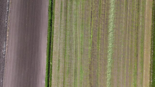 Aerial View of Tractor Harvesting Crops in Striped Farmland