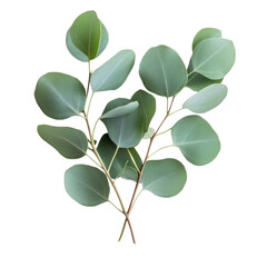 green leaves isolated on white background