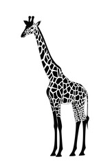 Naklejka premium Black and white Standing Giraffe vector style illustration isolated on white background 