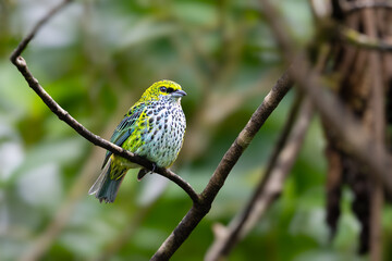 The speckled tanager, Ixothraupis guttata, is a medium-sized passerine bird.