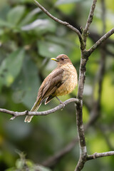 The mountain thrush, Turdus plebejus is a large thrush in Central America