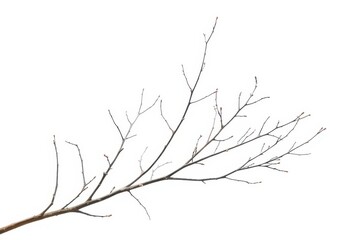 Fototapeta premium Delicate, bare branches isolated against a pure white backdrop, arbor, twig texture