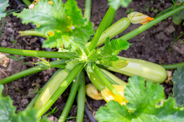 Obraz premium Green zucchini plant with flowers and young fruits in vegetable garden. Growing vegetables in the garden