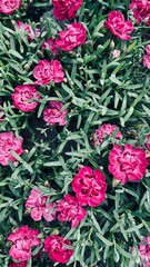 small pink and yellow flowers