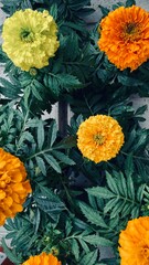 small pink and yellow flowers