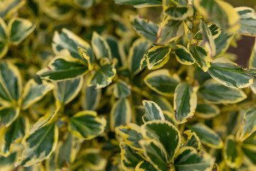 Green and yellow variegated leaves create a vibrant display in a well-lit indoor space during the day