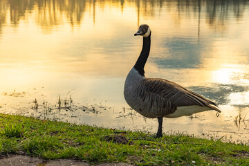 Majestic goose stands near a tranquil lake at sunset surrounded by vibrant reflections and lush greenery
