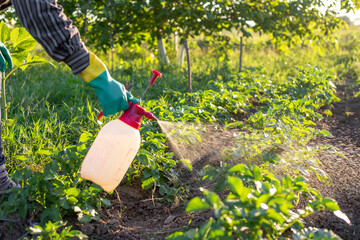 Fototapeta premium A gardener sprays potato plants in his vegetable garden to kill insect pests