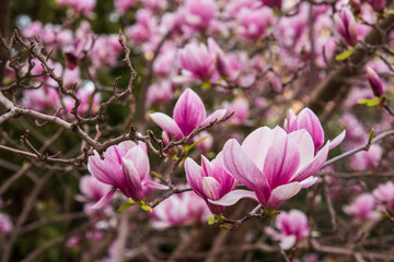 Obraz premium Árbol con multitud de magnolias en flor a finales de invierno
