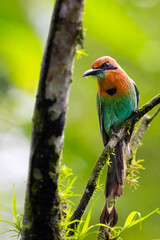 The broad-billed motmot, Electron platyrhynchum, is a bird of Momotidae family