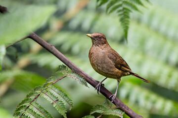 The mountain thrush, Turdus plebejus is a large thrush in Central America