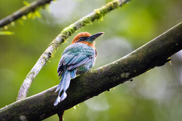 The broad-billed motmot, Electron platyrhynchum, is a bird of Momotidae family