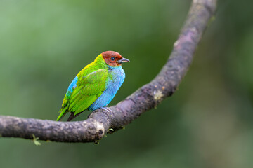 The bay-headed tanager, Tangara gyrola, is a medium-sized passerine bird.