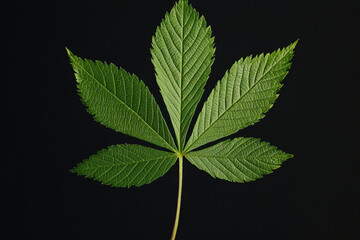 Chestnut Leaf - A long, serrated leaf with prominent veins, elongated with sharp, jagged edges, turning golden yellow to orange in autumn