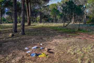 Dumping of rubbish in a beautiful pine forest
