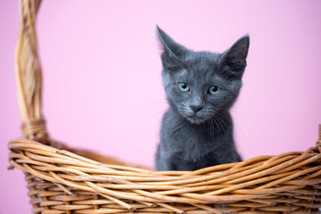 Portrait of a cute kitten in a basket, pink background, isolated 