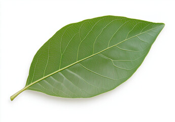 Obraz premium Isolated Green Guava Leaf on White Background – High-Resolution Flat Lay with Professional Color Grading & Sharp Focus, Winning Stock Photo for Creative Use