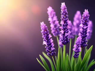 Obraz premium Vibrant lavender flowers blooming in soft sunlight with a blurred background