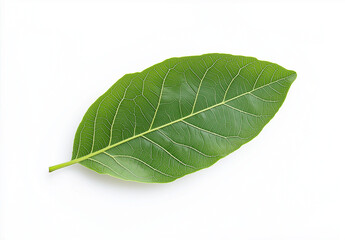 Obraz premium Isolated Green Guava Leaf on White Background – High-Resolution Flat Lay with Professional Color Grading & Sharp Focus, Winning Stock Photo for Creative Use