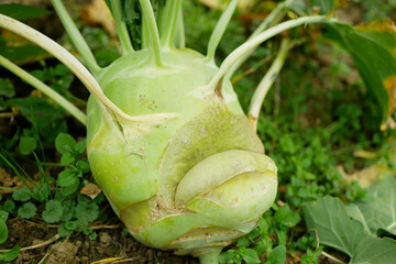 Kohlrabi giant white close-up bio fresh harvest large-grown planting tuber detail greenhouse field...