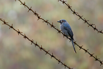 Ashy Drongo Dicrurus leucophaeus grey bird in Dicruridae found in Asia, shade of grey, white patches around the eye. Bornean subspecies stigmatops hunting insects