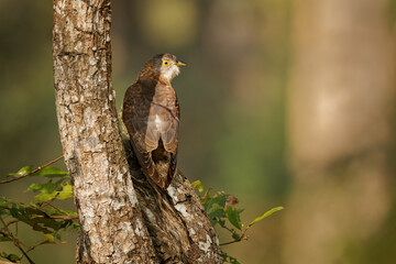 Common hawk-cuckoo Hierococcyx varius also Brainfever bird medium-sized cuckoo resident in India close resemblance to Shikra, brood parasites, laying their eggs in the nests of babblers