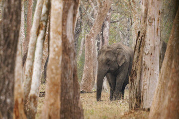 Asian Elephant - Elephas maximus in the indian forest, also called Asiatic elephant, only living species of the Elephas, distributed from India, to Nepal, to Sumatra and to Borneo in the east