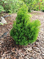 Thuja Teddy on a mulched flower bed in the garden. floral background