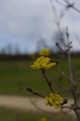 Bright yellow buds emerge from a delicate branch, capturing the essence of spring's renewal and nature's vibrant promise of life and growth.