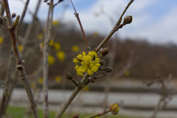Bright yellow buds emerge from a delicate branch, capturing the essence of spring's renewal and nature's vibrant promise of life and growth.