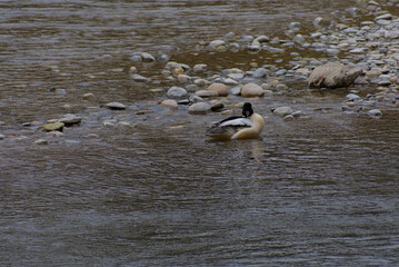 Fototapeta premium A male merganser preens gracefully in the Aare River, its sleek plumage glistening in the water—a serene moment of self-care, elegance, and natural beauty.
